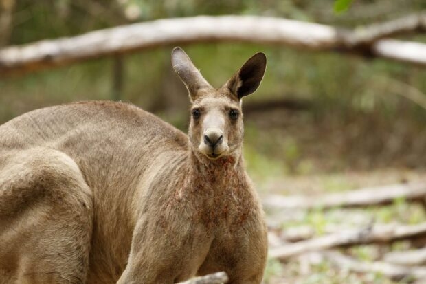 A close up of a kangaroo standing in a natural environment with visible fur details and alert ears