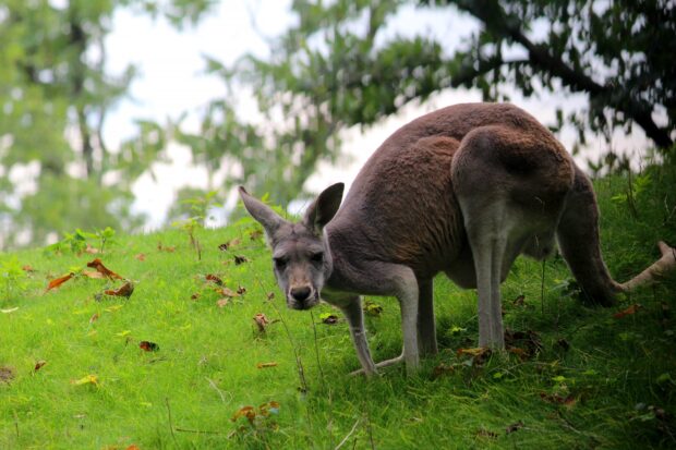 A kangaroo grazing on green grass in a natural habitat on a hillside