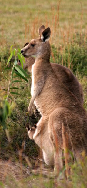 A close up of a kangaroo in the wild with a joey in its pouch surrounded by grass