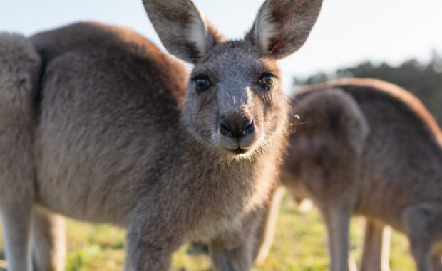 A close up of a kangaroo looking directly at the camera in natural sunlight