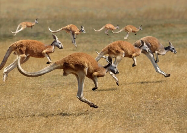 A group of kangaroo animals jumping energetically across dry grass in the wild
