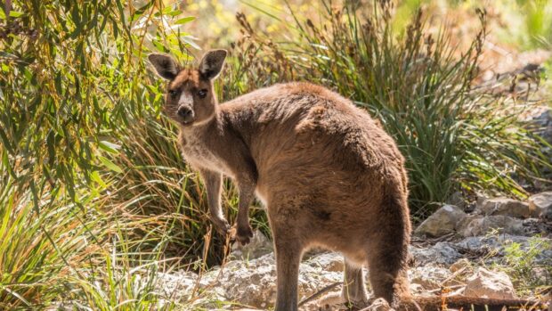 A kangaroo in natural habitat surrounded by green plants and rocks
