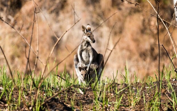 A kangaroo with a joey in her pouch standing in grass and dry bush