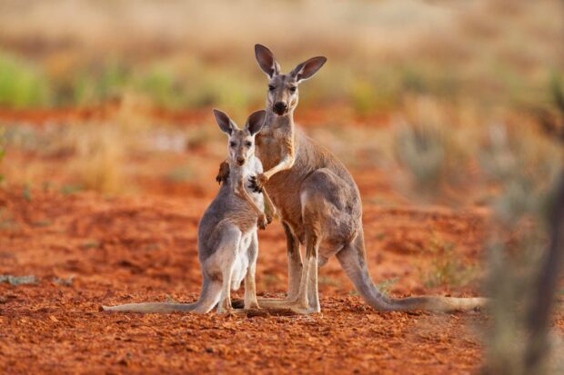 A mother kangaroo standing protectively next to her joey in the red earth Kangaroo