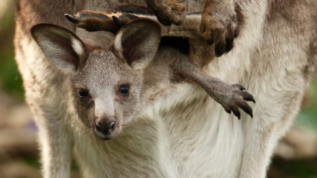 A close up of a kangaroo baby peeking out from its mother pouch