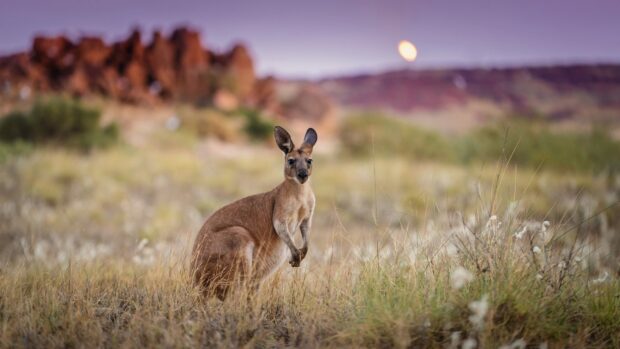 Kangaroo standing in the grassy field with rocks in the background at sunset