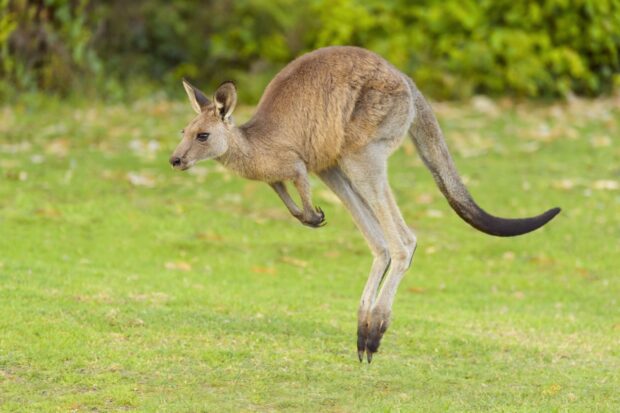 A kangaroo jumping in a green grassy field with trees in the background