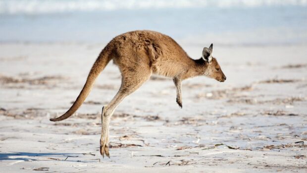 A kangaroo jumping in the sandy desert with detailed fur visible