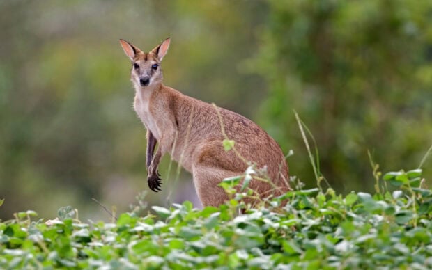 A kangaroo standing in green foliage in its natural habitat
