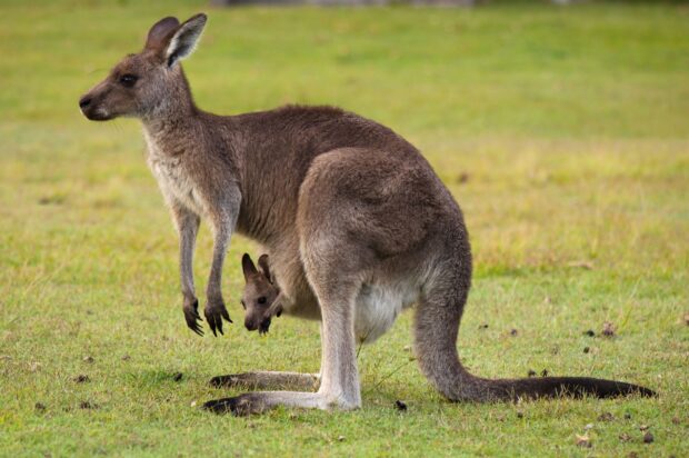 A kangaroo with a joey in its pouch standing on green grass in a natural setting