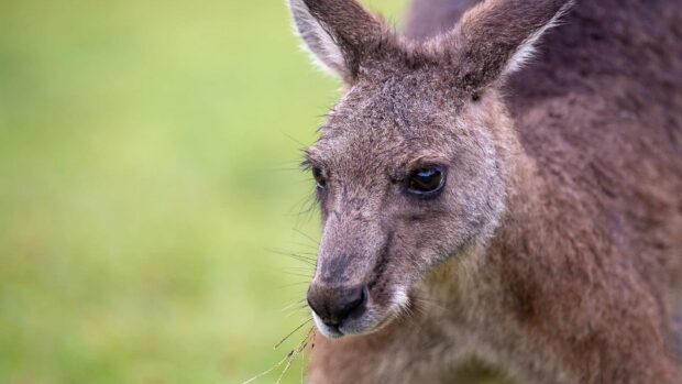 Close up of a kangaroo face with detailed fur texture in natural light
