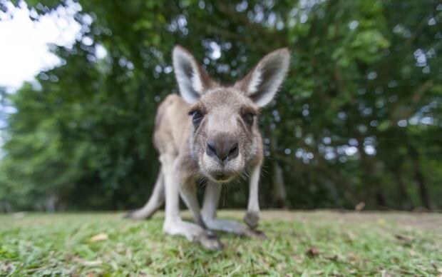 Close up of a kangaroo in the grass with trees in the background