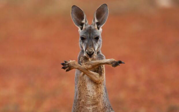 A kangaroo crossing its arms in front with a natural blurred background