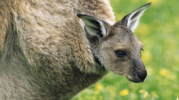Close up of a kangaroo showing detailed fur and face in a natural setting