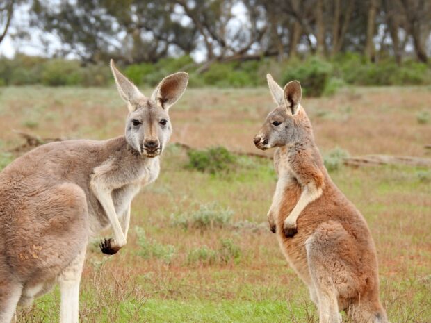 Two kangaroo in the wild grassland with natural background