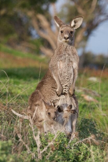 A kangaroo with its joey in the pouch standing in a grassy natural habitat