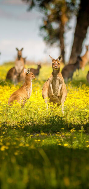 Kangaroo standing in a field full of yellow flowers surrounded by other kangaroo animals