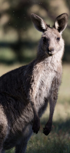 A close up of a kangaroo standing in the grass with natural surroundings