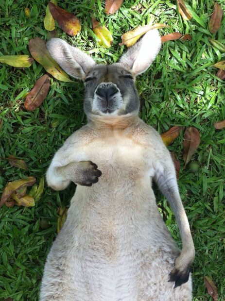 Relaxed kangaroo lying on green grass with fallen leaves around