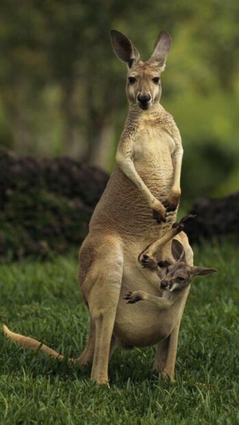 A kangaroo with a joey in its pouch standing on grass in natural surroundings