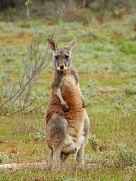 A large kangaroo standing upright in the grassy field with sparse bushes around