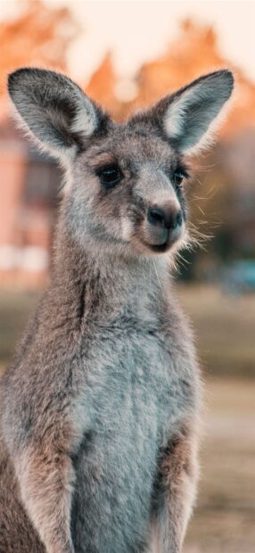 Close up of a young kangaroo looking curious in a natural setting