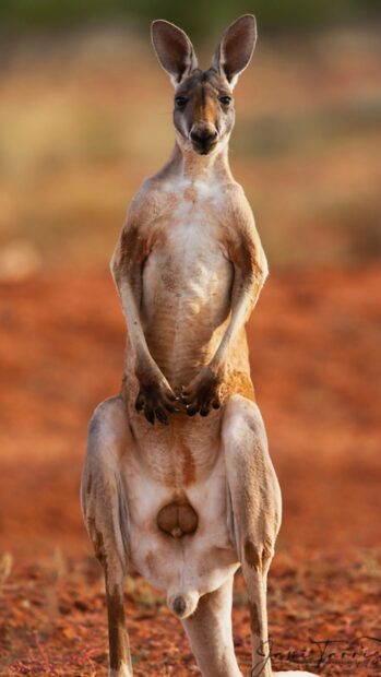 Male kangaroo standing upright in natural red soil environment