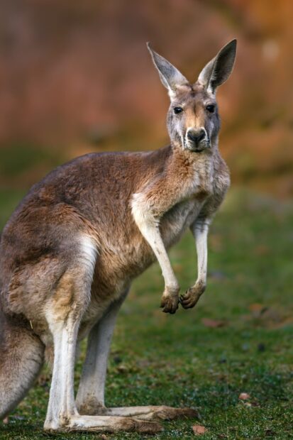 A kangaroo standing on green grass with a blurred natural background