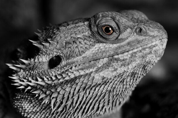 Close up of a lizard head showing detailed scales and sharp spines on its skin