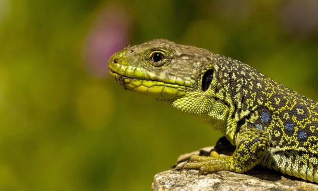 A close up of a lizard resting on a rock with detailed green and yellow scales