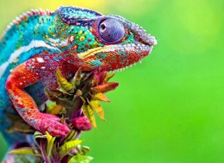 A colorful lizard gripping a plant with detailed vibrant skin patterns on a green background