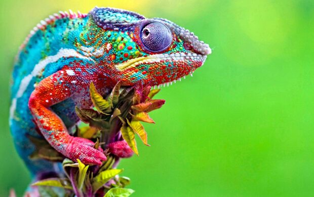 A colorful lizard gripping a plant with detailed vibrant skin patterns on a green background