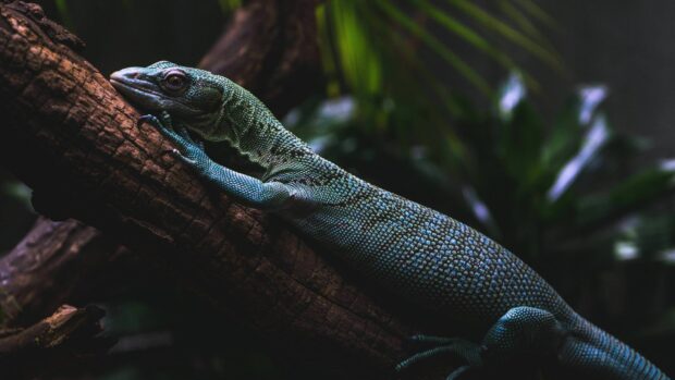 A detailed lizard resting on a tree branch in a dark natural environment