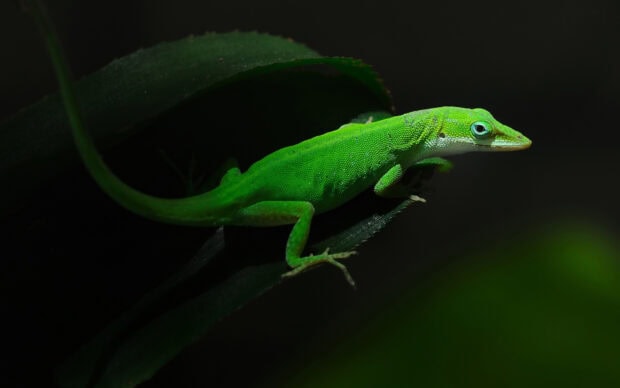 A green lizard resting on a dark green leaf in low light environment