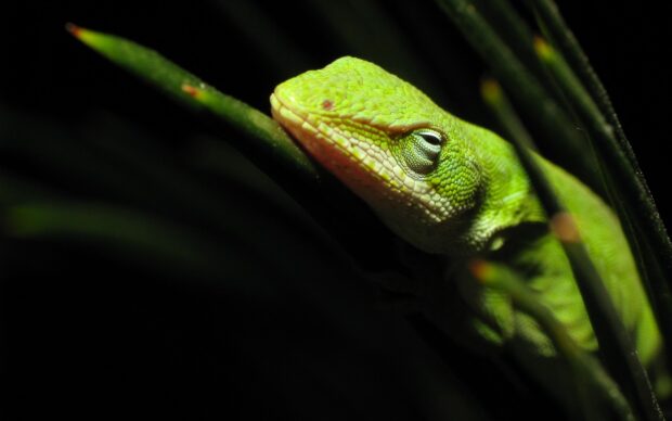 A close up of a green lizard resting on a plant stem in natural light