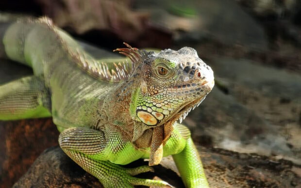Close up of a green iguana lizard resting on a rock showing detailed scales and spines