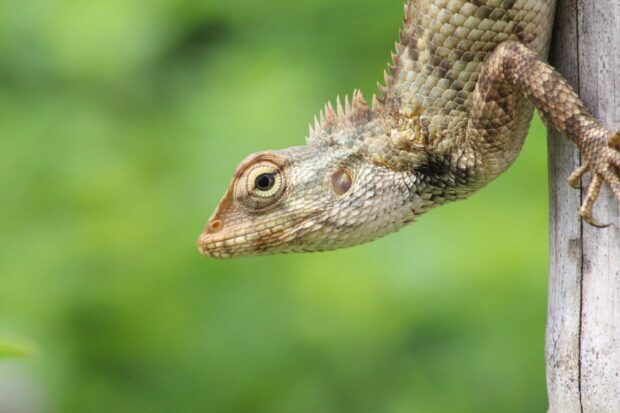 Close up of a lizard head with detailed scales on a wooden post in nature