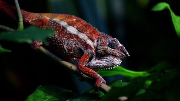 A colorful chameleon resting on a branch in vibrant natural surroundings
