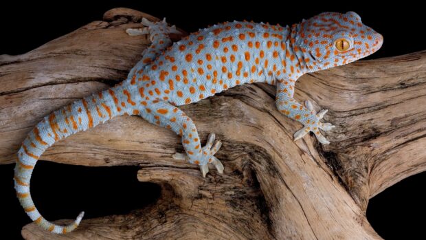 A colorful lizard with orange spots resting on a textured wooden surface