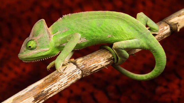 A green lizard with rough skin resting on a wooden branch against a dark background