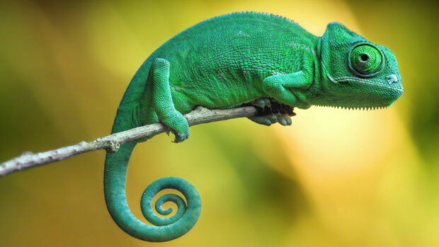 A vibrant green lizard curled its tail while perched on a thin branch