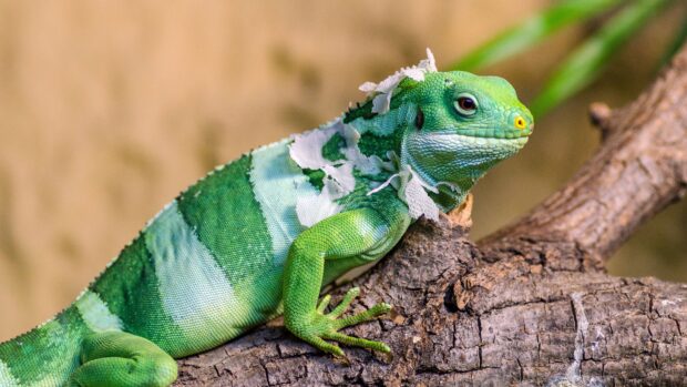 A vibrant green lizard shedding its skin while resting on a tree branch