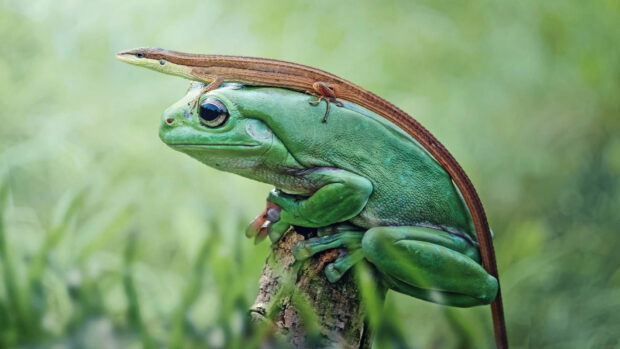 Brown lizard resting on a green frog in a natural environment