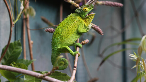 Green chameleon perched on a branch showing detailed skin texture and curled tail