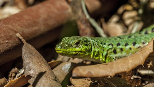 Close up of a green lizard resting among dry leaves in natural habitat