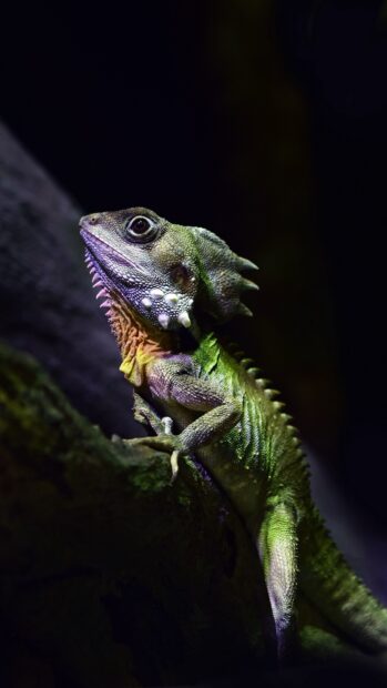Close up of a green lizard climbing on a tree branch in a dark environment