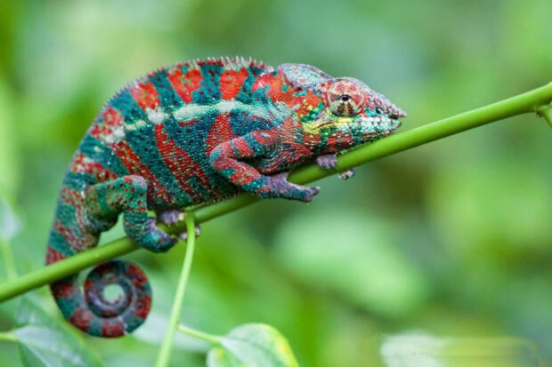 A colorful lizard resting on a green branch in a natural environment