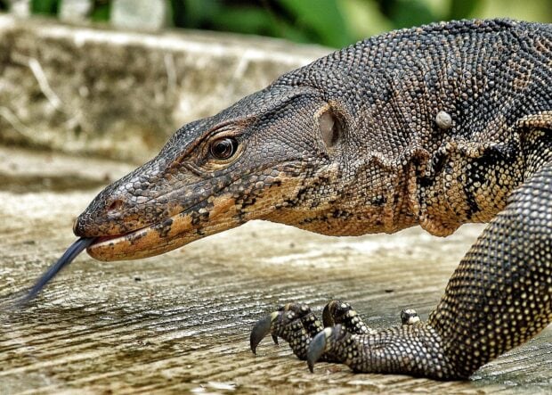 Close up of a lizard showing detailed scales and its tongue sticking out on a wooden surface