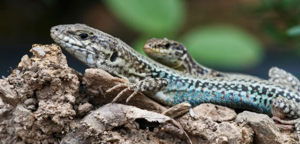 Two lizards resting on dry natural soil with detailed skin texture