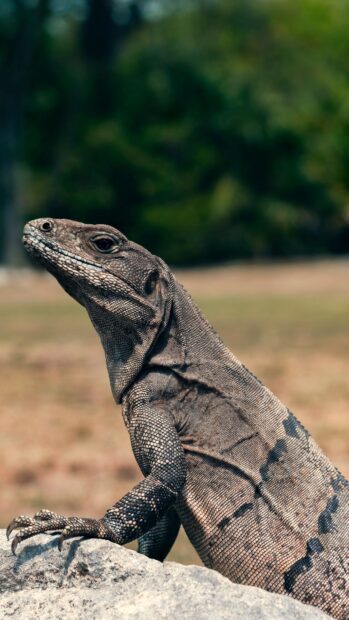 Close up of a lizard resting on a rock in natural surroundings